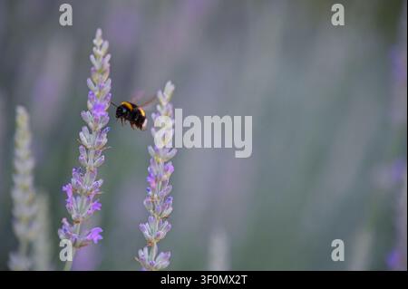 Bombus che vola a mezz'aria tra steli di lavanda viola in un campo in fiore durante l'estate Foto Stock