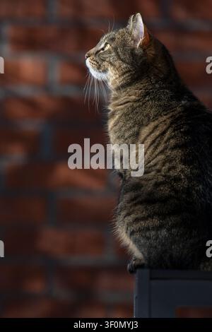 Un bellissimo gatto domestico tigrato seduto con grazia di profilo, illuminato dalla calda luce del sole su uno sfondo di muro in mattoni rossi rustico. Foto Stock