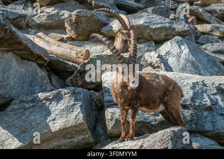 Un grande ibex alpino maschio (Capra ibex) si trova vigile tra massi di granito su un ripido pendio roccioso nelle Alpi europee. Foto Stock