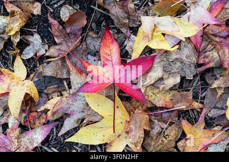 Una foglia d'acero rossa caduta si staglia tra le altre foglie cadute in autunno Foto Stock