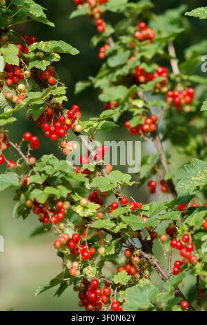Scatto verticale di ribes rosso, Ribes rubrum, in erba matura alla luce del mattino del 17 giugno 2026. Brest, Bielorussia. Foto Stock