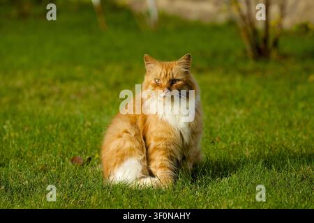 Un gatto soffice, tigrato rosso e bianco è seduto attento su un prato verde rigoglioso in un contesto di giardino domestico. Foto Stock