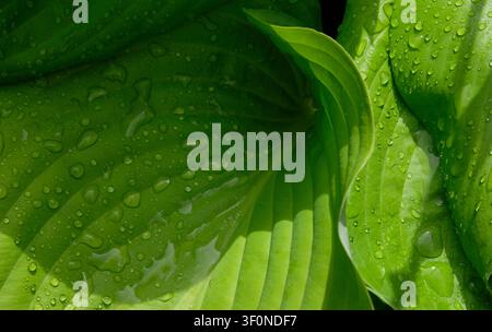 fresche foglie di hosta verdi con gocce di acqua piovana Foto Stock