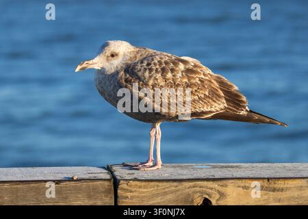 Un giovane gabbiano americano in piedi su una ringhiera del molo con l'oceano sullo sfondo. Foto Stock