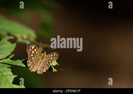 Una farfalla marrone con delicate macchie gialle si posa su una foglia verde, con le ali aperte. Foto Stock