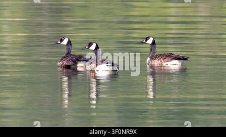 Tre oche canadesi che nuotano sul Lago Cushman nello stato di Washington Foto Stock