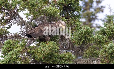 Un giovane aquila dalla testa bianca appollaiato su un albero che guarda verso la riva del fiume Kasilof in Alaska Foto Stock