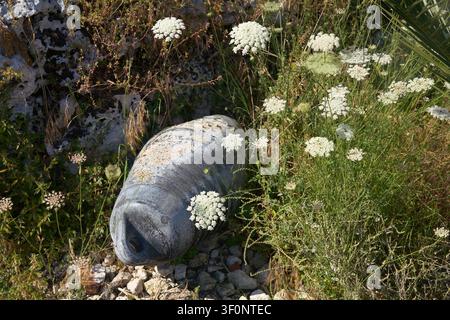 Vecchia boa marina ricoperta di fiori selvatici su un sentiero costiero, Brucoli, Sicilia Foto Stock