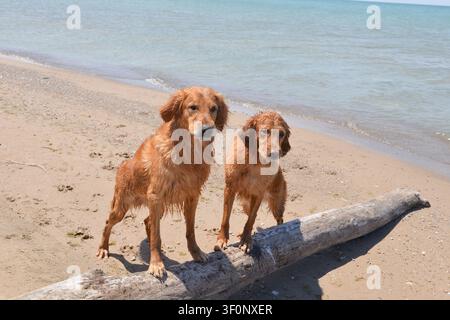 Due Golden Retriever in piedi su un tronco sulla spiaggia. Ontario, Canada Foto Stock