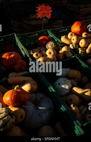 Vista ravvicinata di cassette di plastica verdi piene di zucca butternut, zucche arancioni, zucche striate e zucche pallide in un mercato all'aperto intorno a Place Foto Stock