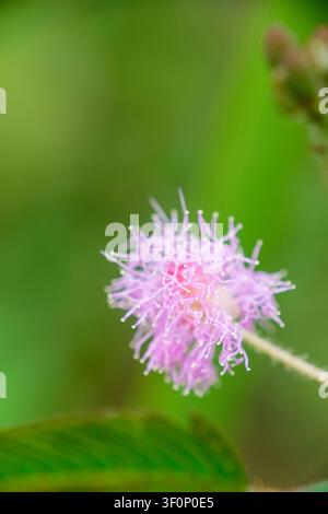 Primo piano di un fiore rosa di Mimosa Pudica in fiore Foto Stock