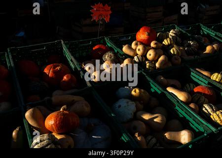 Vista ravvicinata di cassette di plastica verdi piene di zucca butternut, zucche arancioni, zucche striate e zucche pallide in un mercato all'aperto intorno a Place Foto Stock