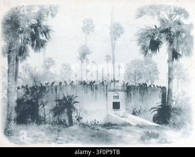 Una fotografia monocroma vintage del 1905 della Torre del Silenzio Parsi a Bombay, India. Numerosi avvoltoi si appollaiano lungo l'alta parete circolare in pietra del dakhma, che è incastonata in una fitta macchia di palme tropicali. Da una cartolina originale senza attribuzione pubblicata intorno al 1905 Foto Stock