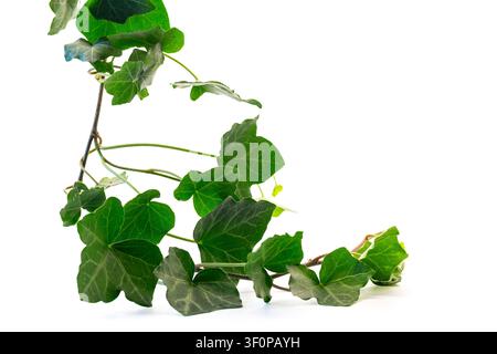 Fogliame di Hedera helix verde isolato su sfondo bianco con spazio di copia . Foto Stock