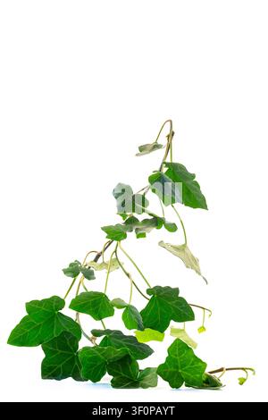 Fogliame di Hedera helix verde isolato su sfondo bianco con spazio di copia . Foto Stock