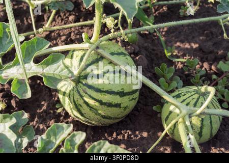 Giovani angurie striate che crescono su vite sane in un campo coltivato fertile durante la produzione agricola, primo piano Foto Stock