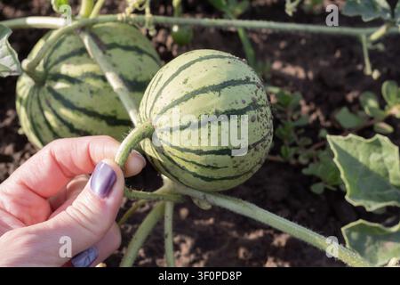Giovani angurie striate che crescono su vite sane in un campo coltivato fertile durante la produzione agricola, primo piano Foto Stock