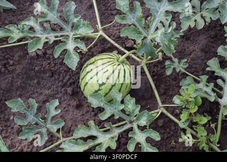 Giovani angurie striate che crescono su vite sane in un campo coltivato fertile durante la produzione agricola, primo piano Foto Stock