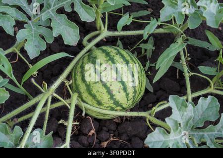 Giovani angurie striate che crescono su vite sane in un campo coltivato fertile durante la produzione agricola, primo piano Foto Stock