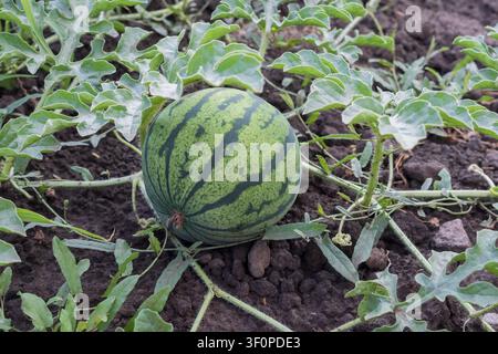 Giovani angurie striate che crescono su vite sane in un campo coltivato fertile durante la produzione agricola, primo piano Foto Stock