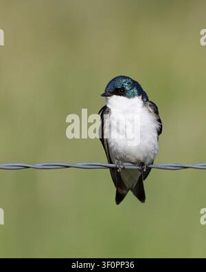 Rondine arboricola con piume blu-verdi iridescenti appollaiata su una recinzione di filo metallico nel Parco Nazionale delle Praterie, Saskatchewan, Canada Foto Stock