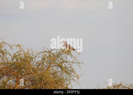 Aquila serpente dal petto nero, Circaetus pectoralis appollaiata su un albero di acacia nel Parco Nazionale del Serengeti, Valle di Seronera, Tanzania, Africa Orientale. Foto Stock
