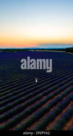 Vista aerea di una donna in piedi in vasti campi di lavanda al tramonto a Valensole, Provenza-Alpi-Costa Azzurra, Francia. Foto Stock