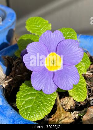 Fiore di primula viola con centro giallo e cinque petali arrotondati sopra foglie verdi strutturate in un vaso di ceramica blu con terra visibile e terra secca Foto Stock