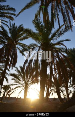 Alba dorata che risplende attraverso un boschetto di palme del deserto. Foto Stock