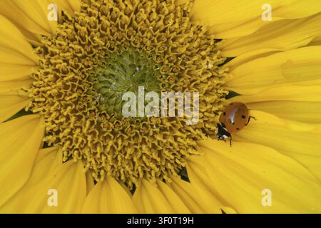 Coccinella a sette punti (Coccinella septempunctata) adulta su un fiore di girasole in giardino in estate, Suffolk, Inghilterra, Regno Unito Foto Stock