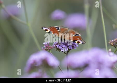 Farfalla pavone (Aglais io) adulta che si nutre di fiori di verbena viola in un giardino d'estate, Inghilterra, Regno Unito Foto Stock