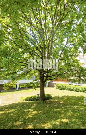 Albero grande pieno di foglie che fornisce ombra su un'area verde in estate, Centro di salute integrato della rete clinica del Sudovest, Herrenberg, Germania Foto Stock