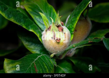 Frutto di mela non maturo e chiuso su un ramo di albero Foto Stock