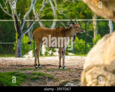 Il grande eland comune marrone con le lunghe corna si trova sull'erba verde e guarda avanti verso il campo. Foto Stock