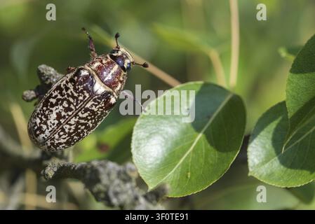 Scarabeo cornuto foglia, scarabeo dei pini, polyphylla fullo, scarabeidi, scarabeo turco, walker, scarabeo, coleotteri, insetti, scarabei Foto Stock