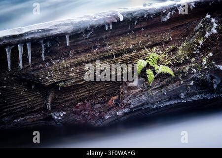 Vista di una piccola felce verde che cresce da un tronco marcio coperto di ghiaccio con ghiaccioli che pendono dal legno in una foresta invernale a Debrzno, Voivodina della Pomerania Foto Stock