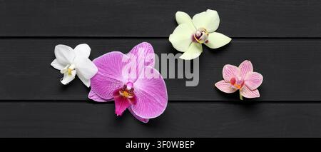 Quattro fiori di orchidea colorati in bianco, rosa, magenta e verde chiaro su uno sfondo di legno scuro, vista dall'alto Foto Stock