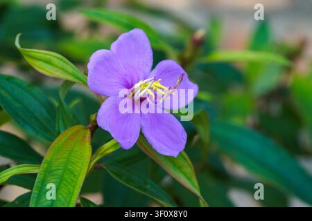Primo piano di una splendida fiore esotica viola vivace, forse una Tibouchina, con filamenti gialli brillanti e una vegetazione verde rigogliosa, catturata con messa a fuoco morbida Foto Stock