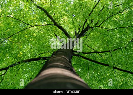 Un albero fotografato dal basso, contro il tronco. Una larga chioma verde di foglie con luce qua e là tra le foglie. Fornisce protezione dalla pioggia. Foto Stock