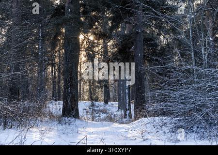 Sentiero boschivo invernale illuminato dal sole che si snoda tra alti pini e betulle, la neve ricopre rami e terra. Una luce dorata soffusa filtra tra gli alberi, crea Foto Stock