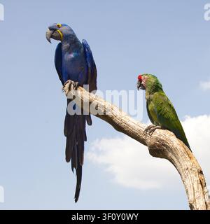 Un vivace ara hyacinto, Anodorhynchus hyacinthinus, e un ara militare, Ara militaris, si appollaiano insieme su un ramo secco contro un cielo blu. Foto Stock