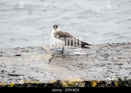 Uno stercorario parassita, Stercorarius parasiticus, in piumaggio estivo in piedi su un molo sotto la pioggia sull'isola di Yell, Shetland. Foto Stock