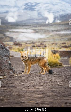 Volpe andina curiosa in un paesaggio montano desertico Foto Stock