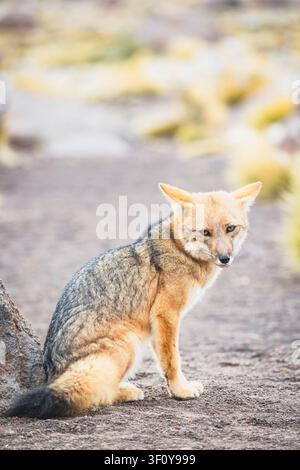 Una volpe andina vigile seduta su un sentiero Foto Stock