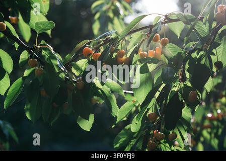 Cerecce gialle mature appese ai rami degli alberi illuminate dalla calda luce del sole in un frutteto rigoglioso d'estate. Frutta biologica fresca circondata da foglie verdi con controluce naturale e morbido bokeh. Raccolto stagionale, cibo sano, giardinaggio, agricoltura. Foto Stock