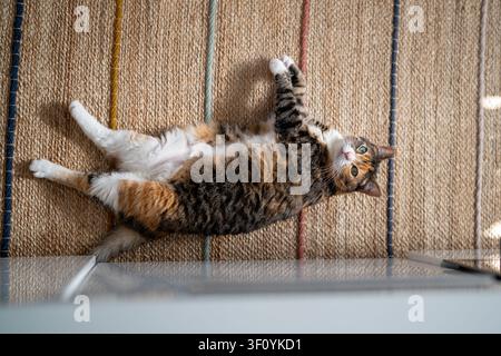 Gatto calico soffice sdraiato su un lato su un comodo tappeto di iuta naturale a casa che guarda curiosamente la fotocamera. Feline domestico rilassato che si gode una tranquilla pausa di riposo in casa Foto Stock
