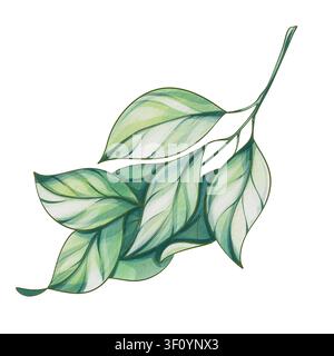 Clipart acquerellato con rami e foglie, illustrazione botanica dipinta a mano in verde, elemento di fogliame naturale isolato su sfondo bianco per inviti Foto Stock