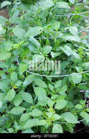 Prima piano di una pianta di Tomatillo coltivata in giardino Foto Stock