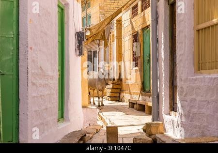 Una mucca sacra in piedi in un vicolo stretto all'interno del Forte di Jaisalmer, Rajasthan, India, circondata da case tradizionali in arenaria e architettura storica. Foto Stock