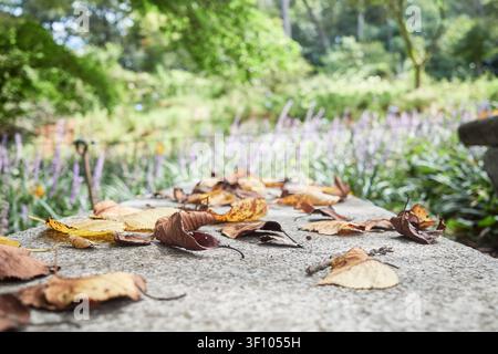 Macro di fogliame dorato secco appoggiato su una superficie di granito consumata in un parco tranquillo, con fiori viola sfocati nello sfondo sereno. Foto Stock